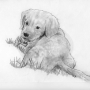 Single Subject New Dog