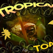 trop-toad